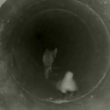 The Real Reason These Two Team Up