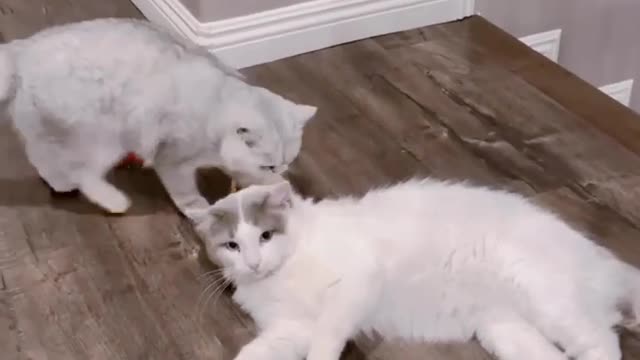 Cat playing😍 with her mom🥰 part 2 #shorts #cat