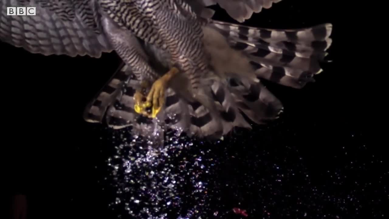 Hawk Attacks Balloon in Super Slow Motion | BBC Earth