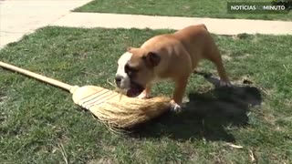 Este buldogue odeia vassouras