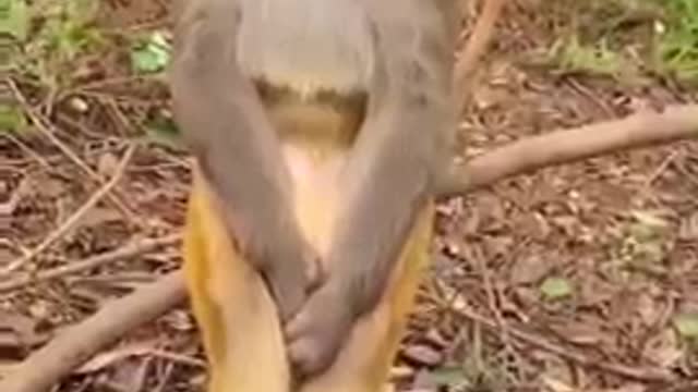 Heart Broken monkey is a sad so funny video.