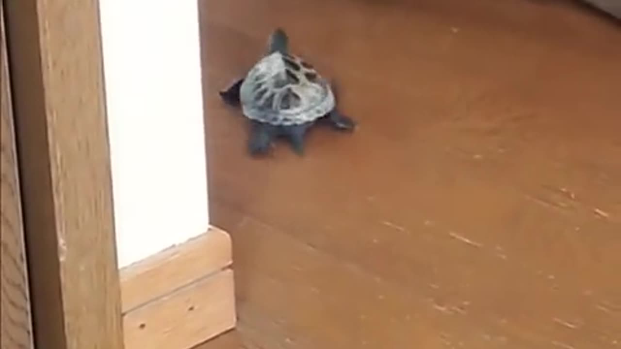 Skateboarding Turtle annoying the Cat