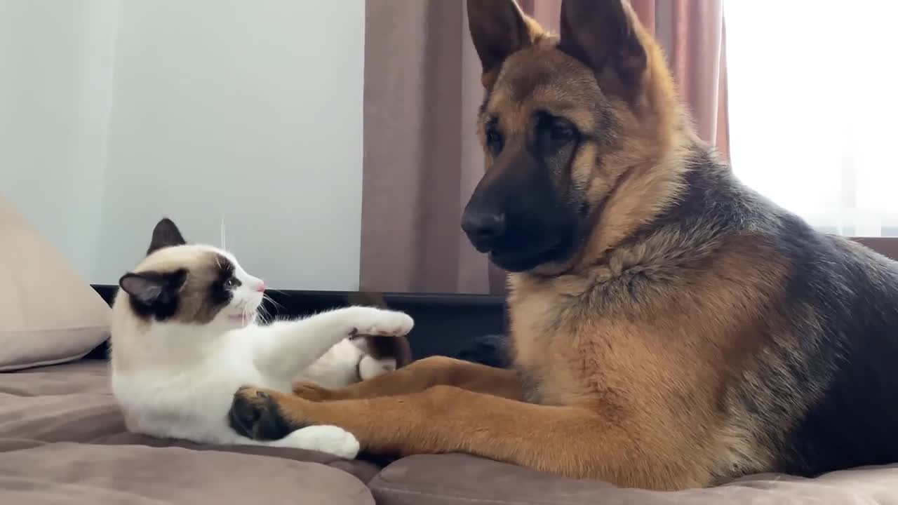 What a German Shepherd thinks a friendship with a Kitten should look like!