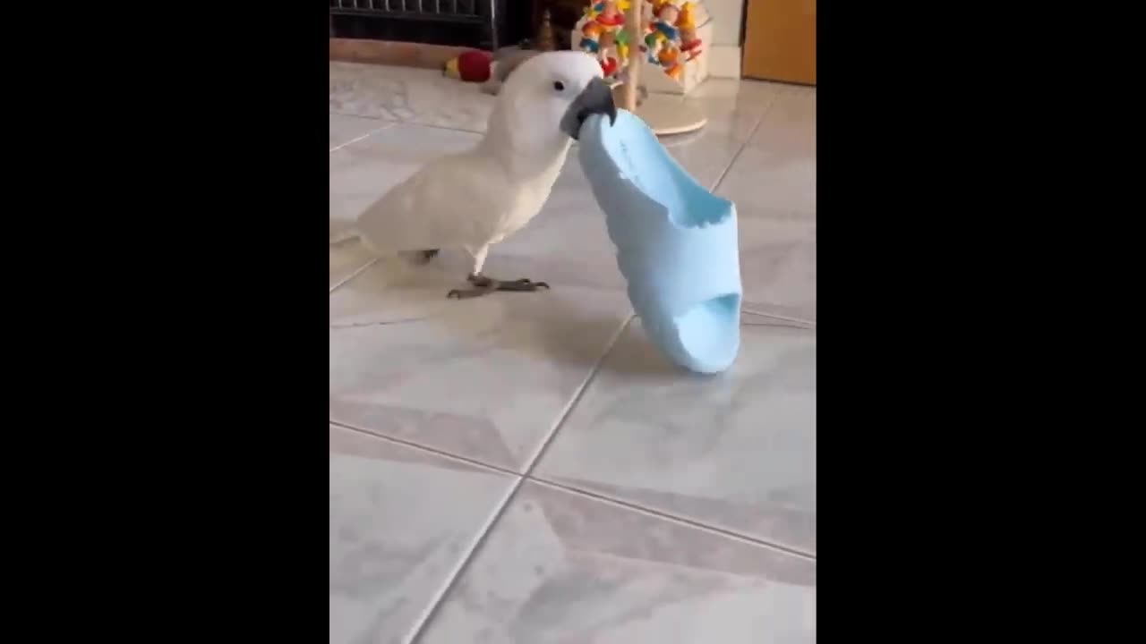 Funniest animal video 😀