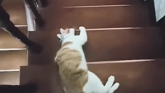 How does a lazy cat get down the stairs?