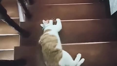 How does a lazy cat get down the stairs?