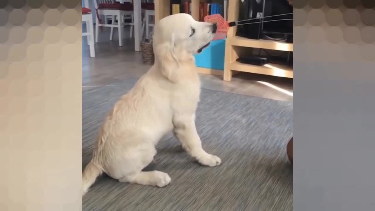 What a nice dog playing with his master