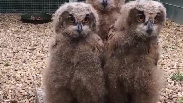 Baby Owls