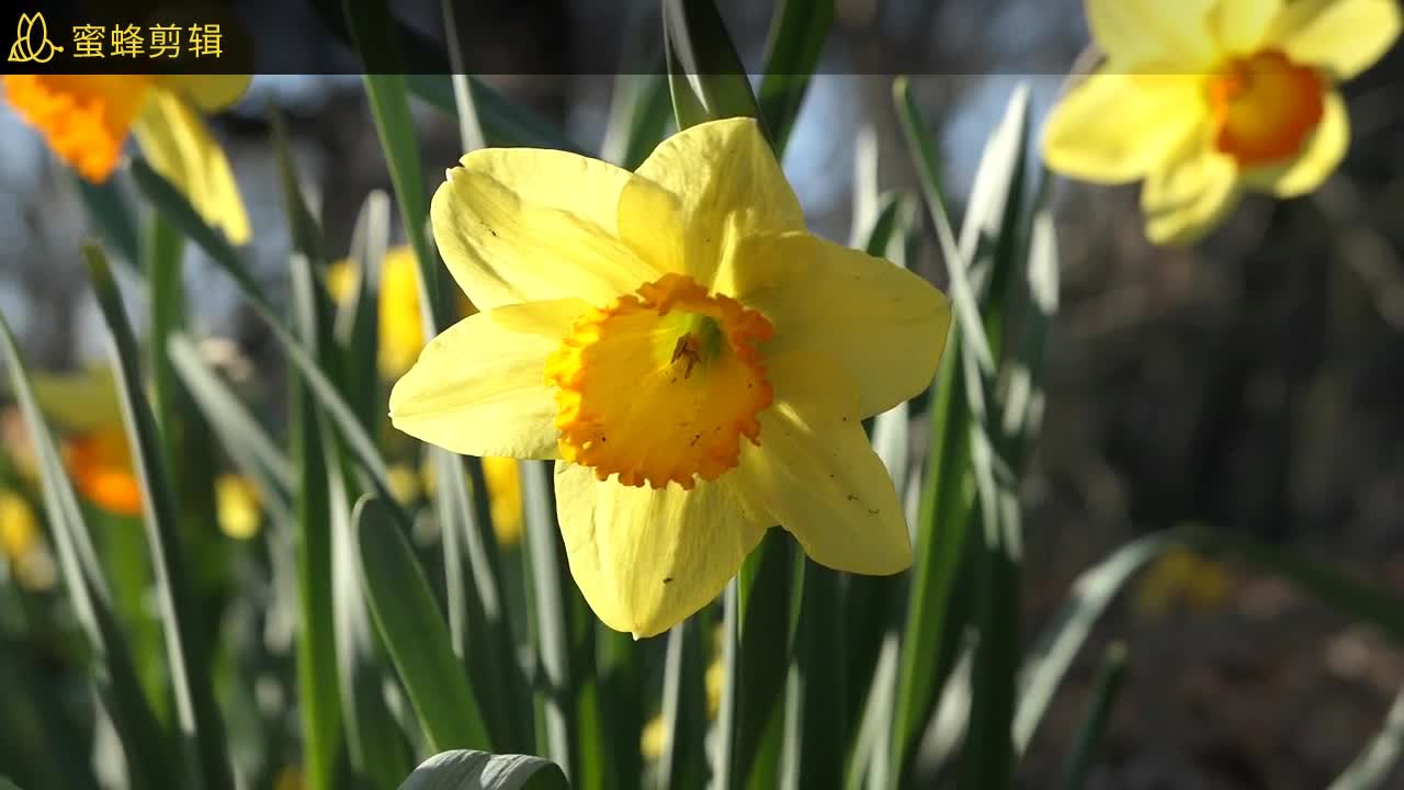 Yellow Flowers in Garden