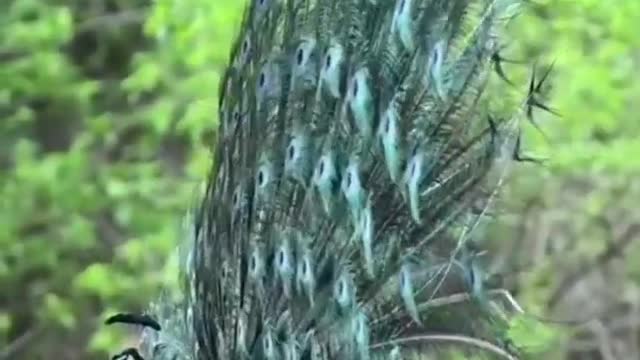 Beautiful peacock dance for impressed her partner