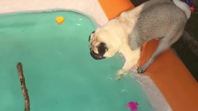 Collab copyright protection - pug tries to get stick from pool