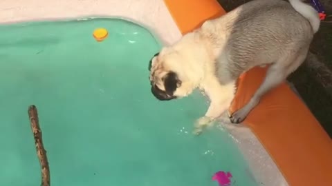 Collab copyright protection - pug tries to get stick from pool