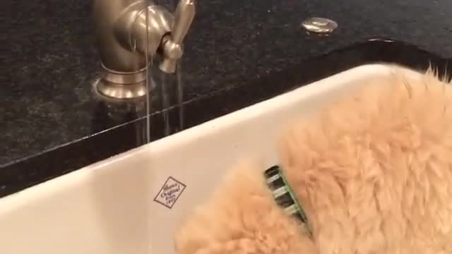 Dog is drinking water from tap