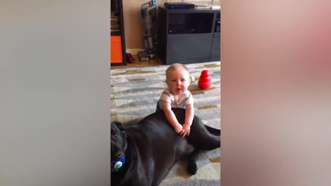 Funny Baby Playing With Dog Compilation - Cute Baby and Pets Video