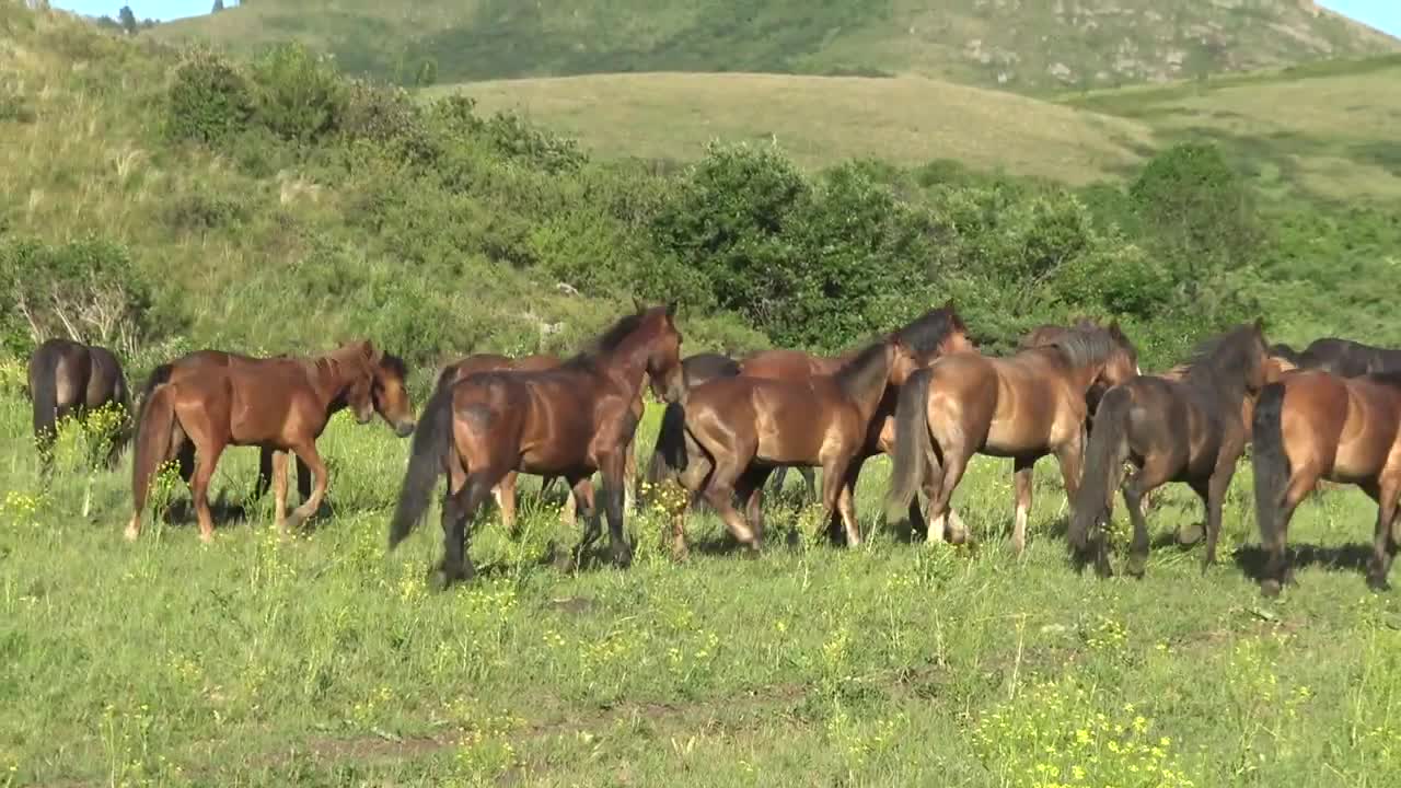 A three-year-old stallion with two-year-old mares.