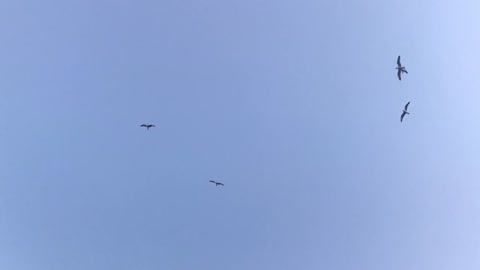 Eagle Bird Playing Natural