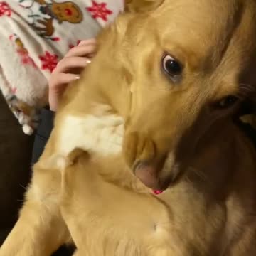 the expression of a dog when its owner scolds