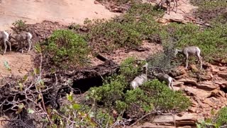 Mountian Goats in Zion National Park