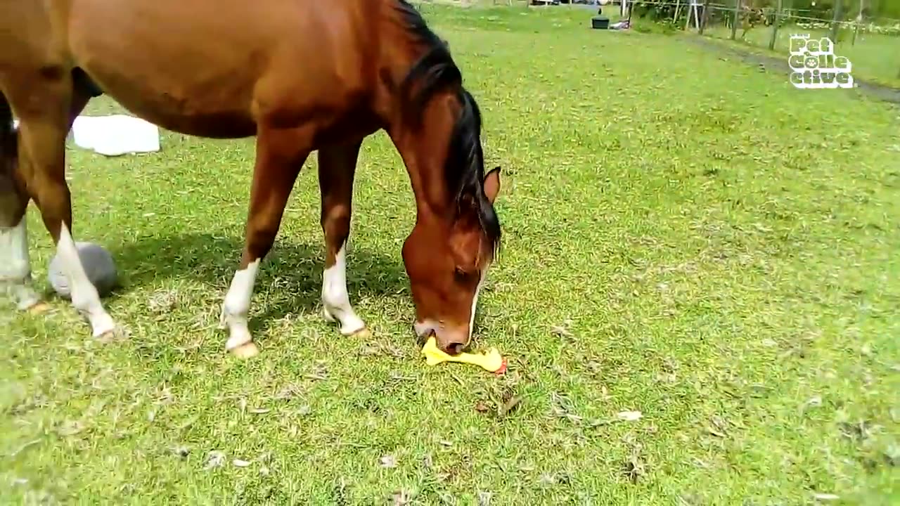 Funniest Farm Animals Ever 🐷🤣 | Try Not to Laugh Challenge!
