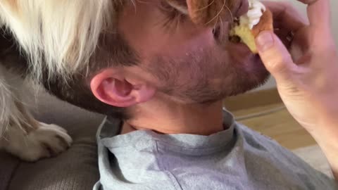 Begging Dog Secures the High Ground