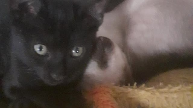 my babies lol