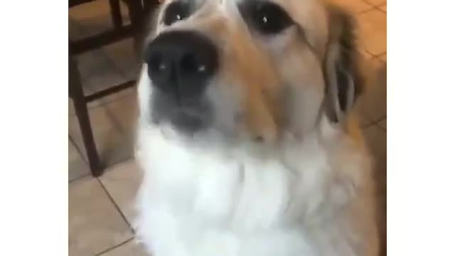 Cute Dog Tries Steak for the First Time