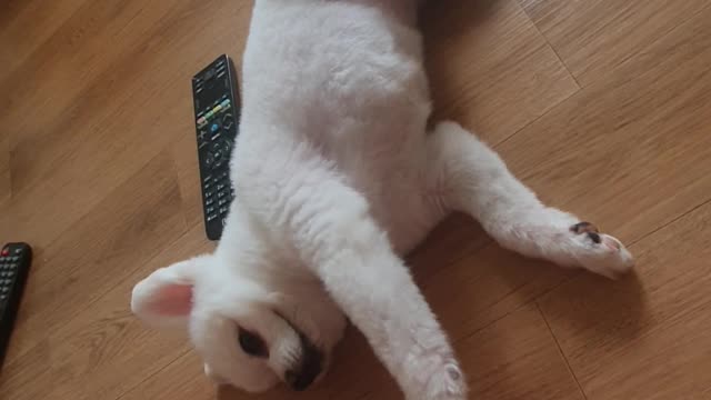 The puppy asking for play