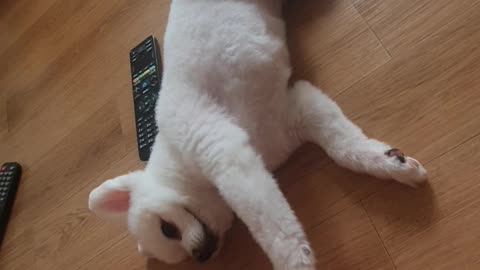 The puppy asking for play