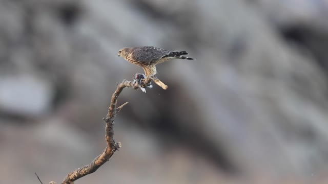 Merlin snacking on a Black Phoebe