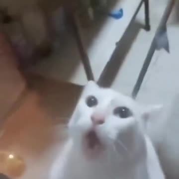 Cat afraid of mouse, tries to escape, begging for help