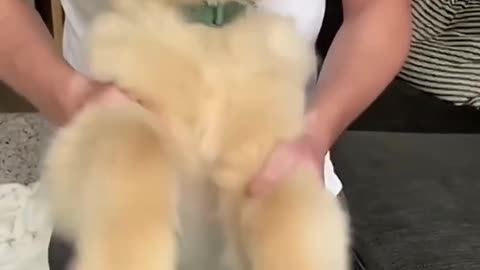 Funny dog from youtube