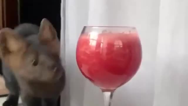 Cocktails, sir 🍹