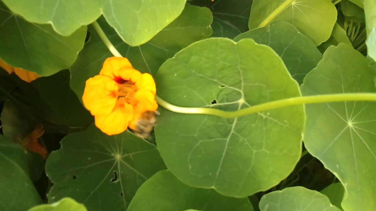 German Bumblebee in Slowmotion. 9 October 2021 Germany. Video