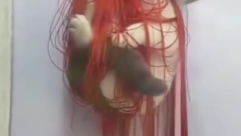 🐶🐱 Funny Cat Reaction Videos -#shorts,#short,#Cutepets🐶🐱