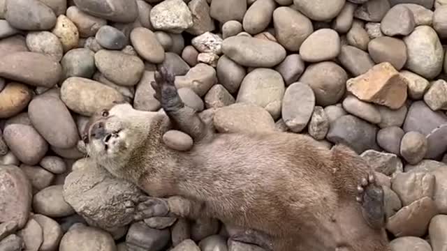 Otter Rock Play