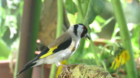 Goldfinch Eating Sunflower