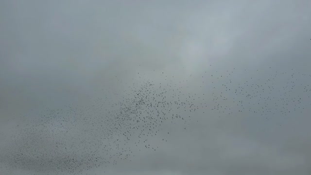 Can you see them? Huge flock of Birds.