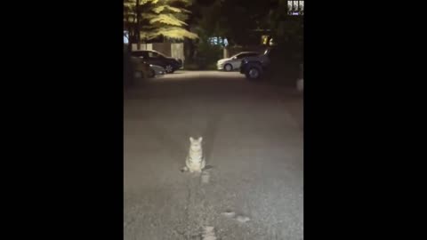 Cat watches mice fight.