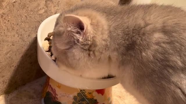 The daily life of the cat