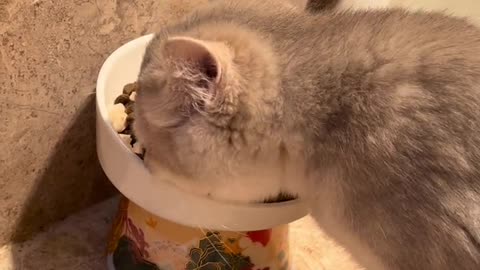 The daily life of the cat
