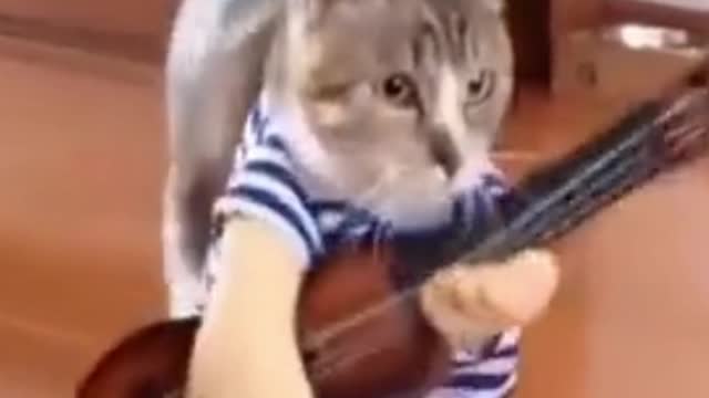 Cute Cat Dancing and Playing Guitar