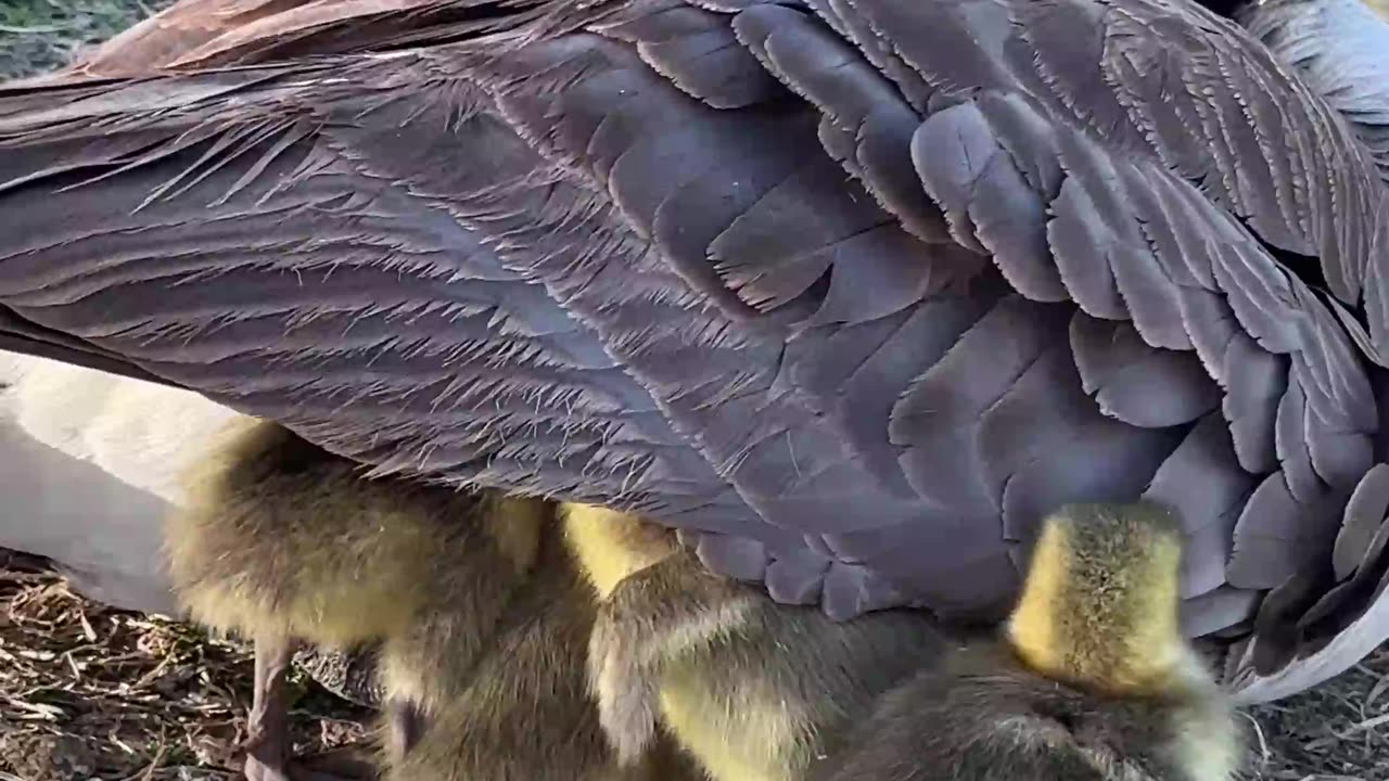 Goslings Keep Warm Under Mom's Wing