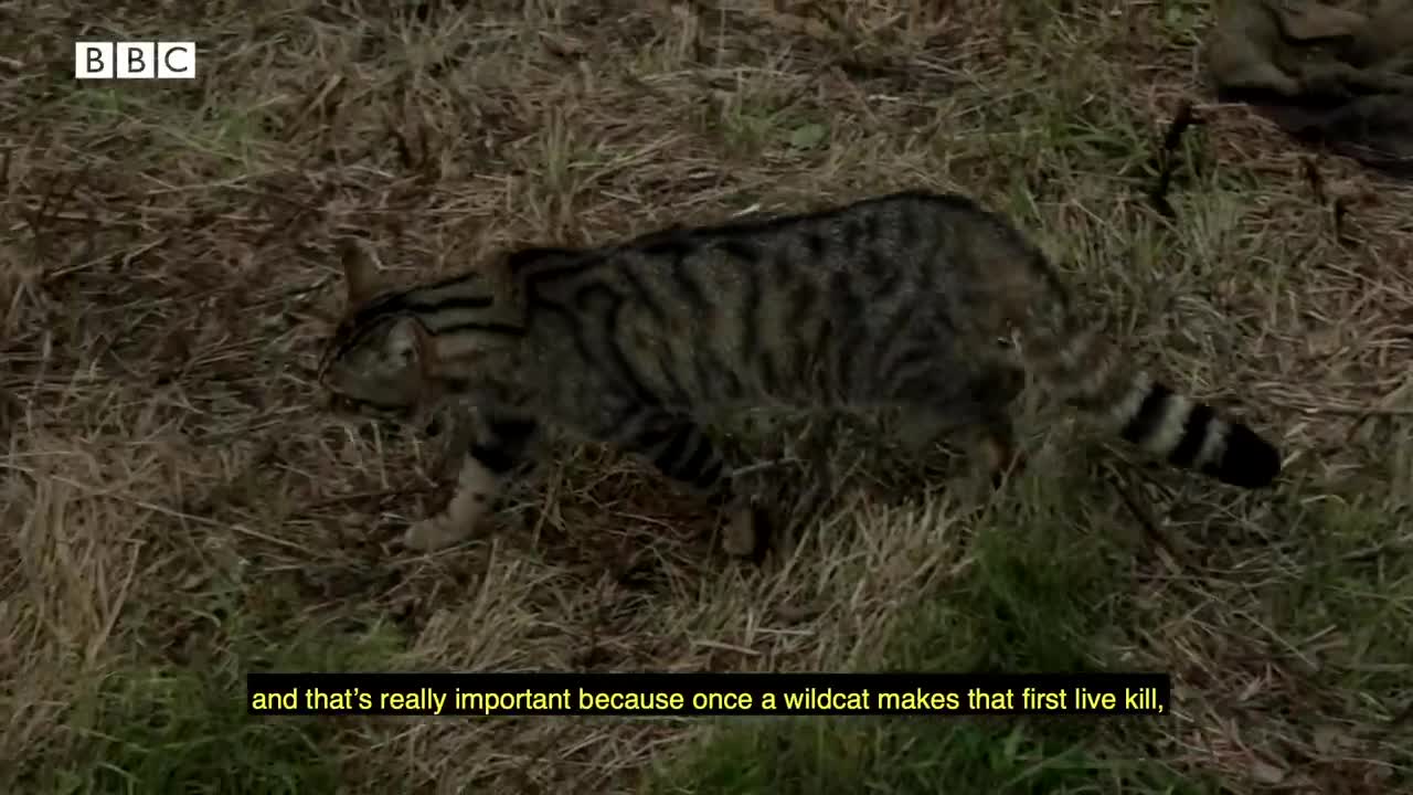 Rescuing the UK's Rarest Carnivore | Wild Rescue | BBC Earth