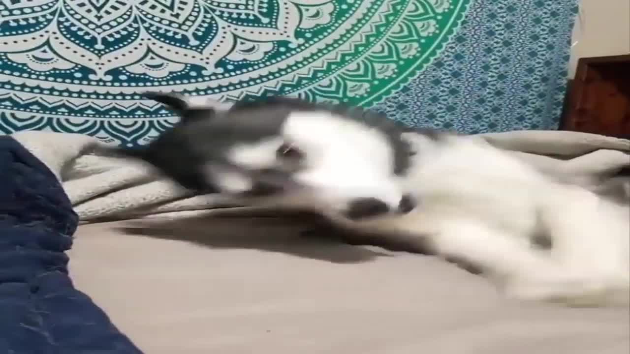 Cute Husky 🐕🐕✨❤✨Puppy playing with other pets.