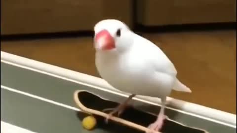 Skate bird