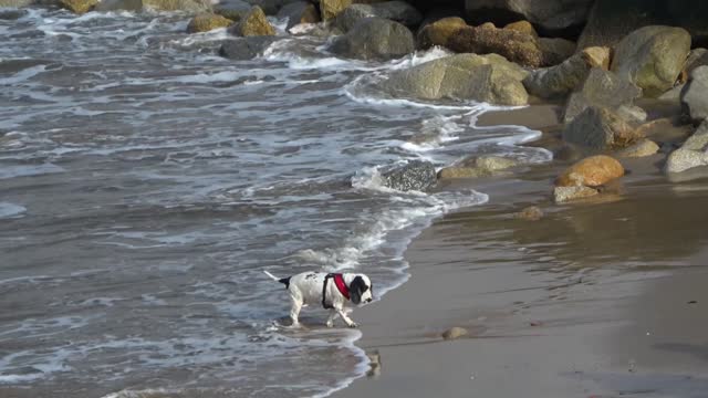 Cute small dog playing at the Beach