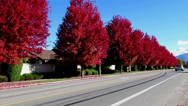 Have you ever seen maple tree in Canada?🍁 🍁🍁