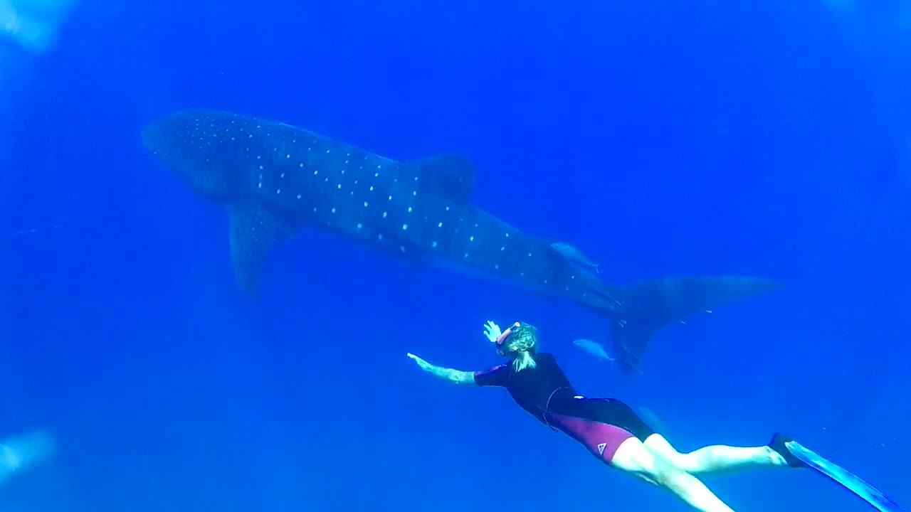 A diver swims with a shark ! (HD)