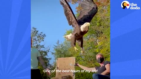 Guy Saves Bald Eagle From Drowning In River | The Dodo Faith = Restored