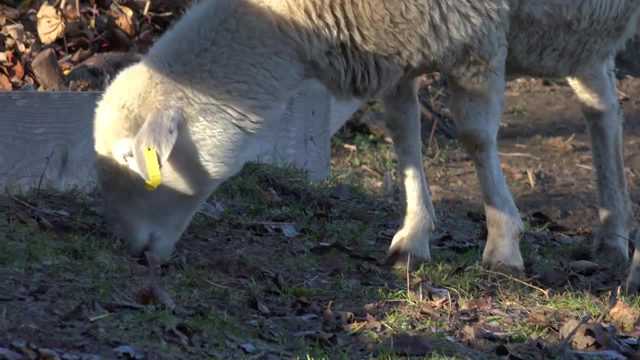 A sheep grazes by a fence at a pasture in a rural area on a sunny day - closeup